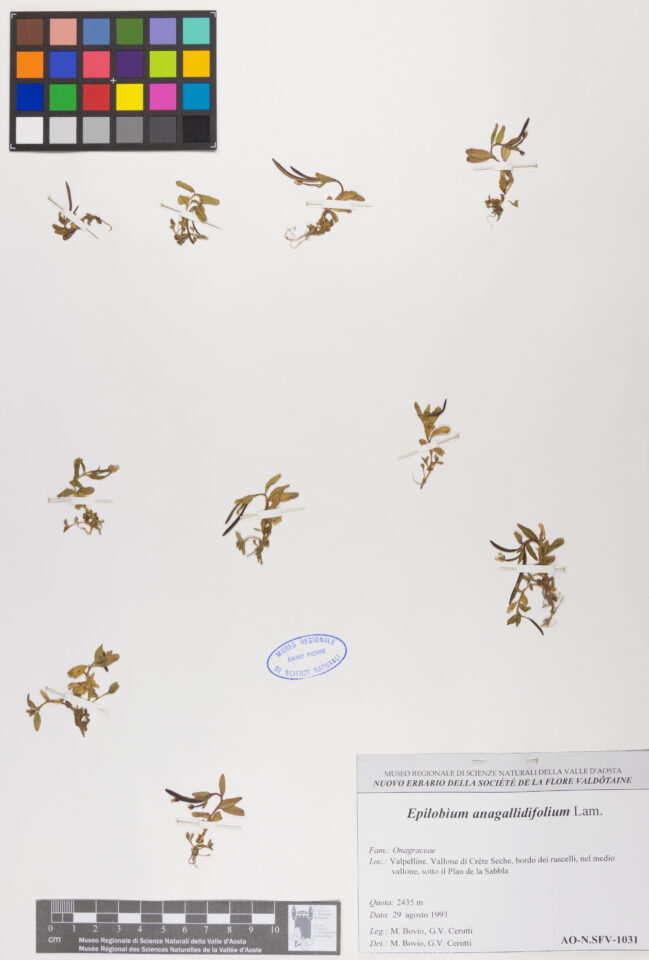 Fotografia del reperto