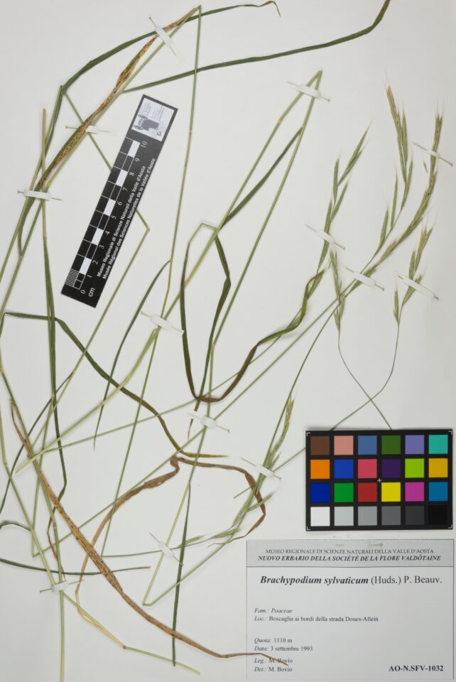 Fotografia del reperto