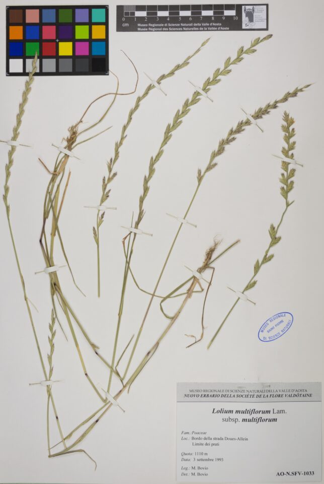 Fotografia del reperto