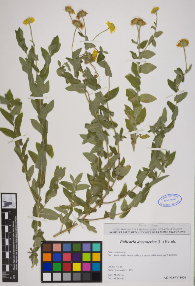 Fotografia del reperto