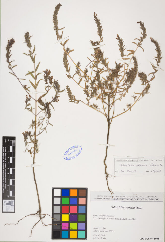 Fotografia del reperto