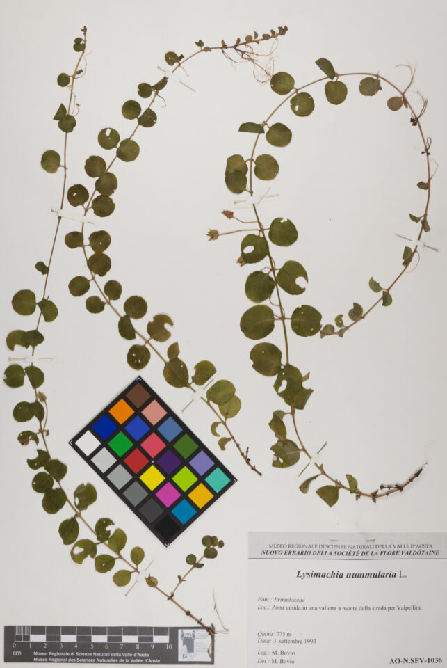 Fotografia del reperto