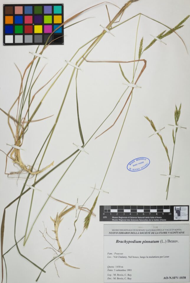 Fotografia del reperto