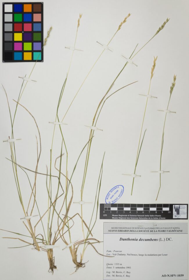 Fotografia del reperto