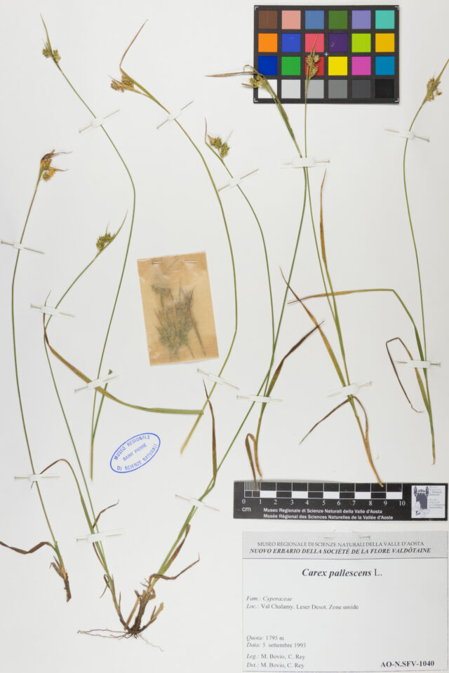 Fotografia del reperto