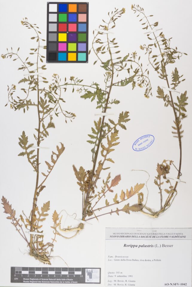 Fotografia del reperto