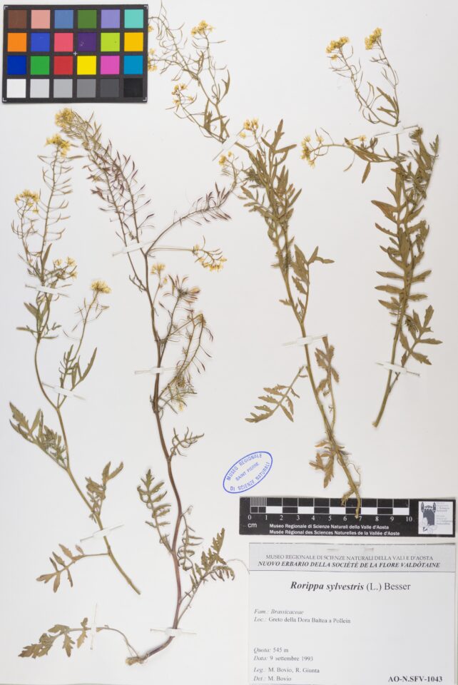 Fotografia del reperto