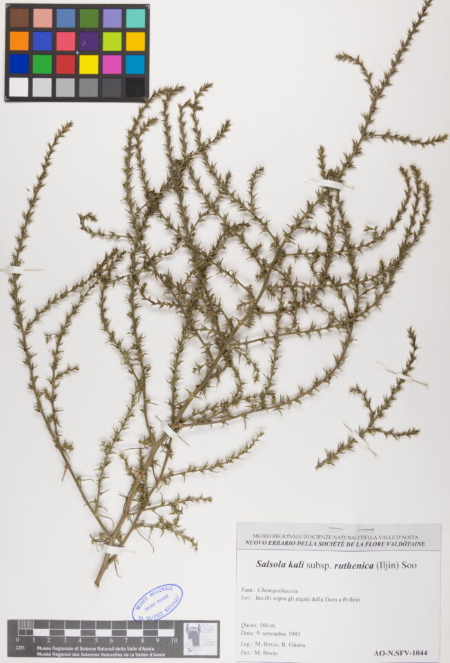 Fotografia del reperto