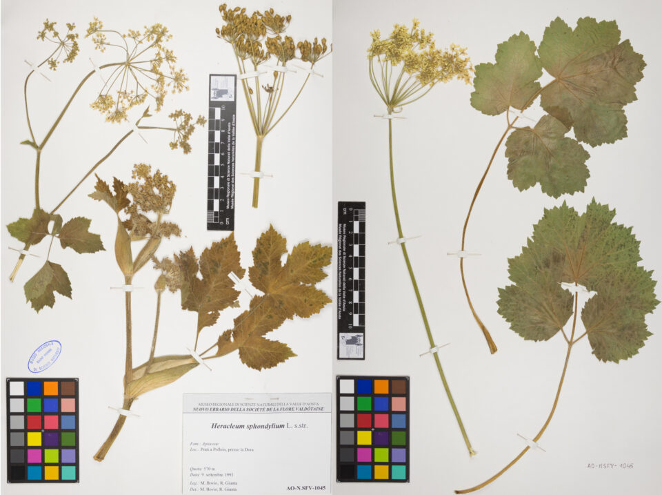 Fotografia del reperto