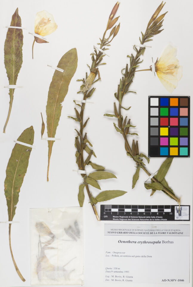 Fotografia del reperto