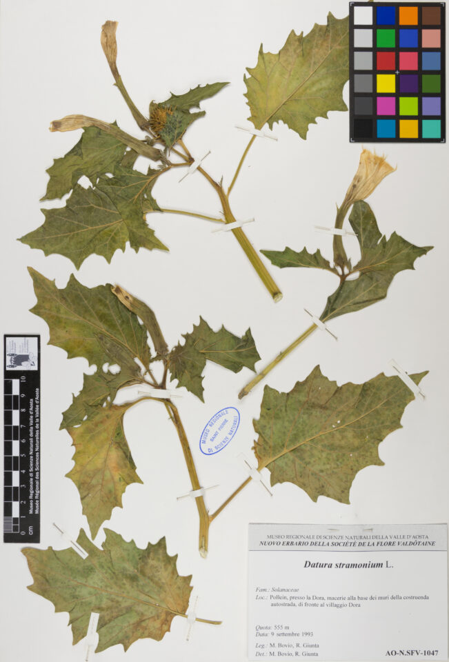 Fotografia del reperto