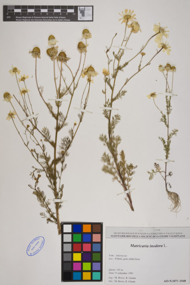 Fotografia del reperto