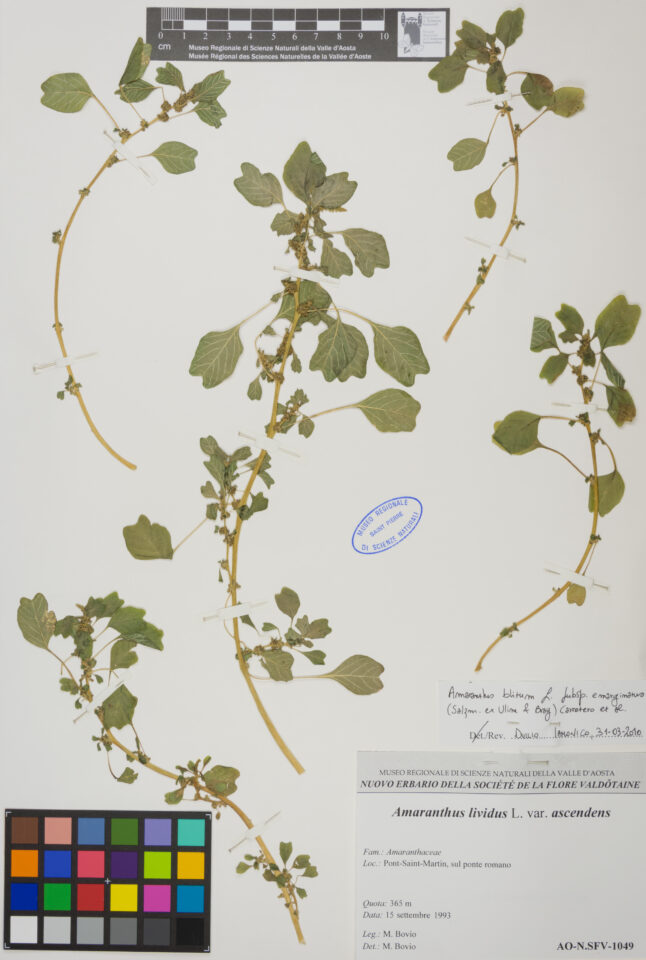 Fotografia del reperto