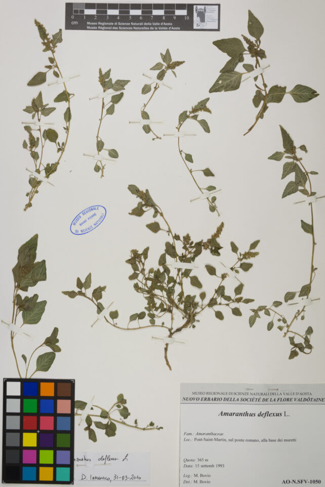 Fotografia del reperto