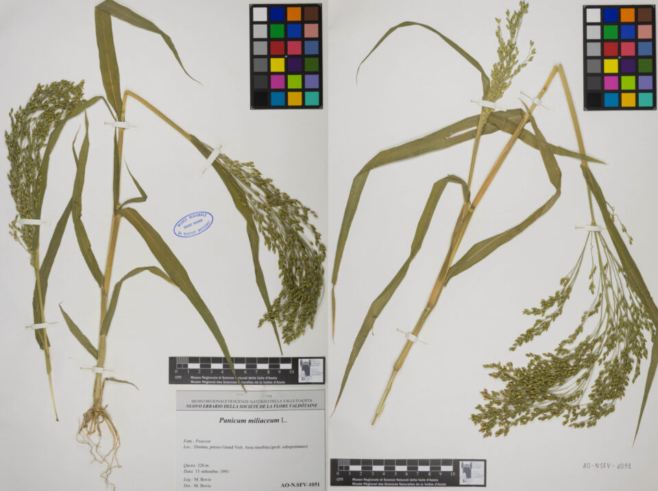 Fotografia del reperto