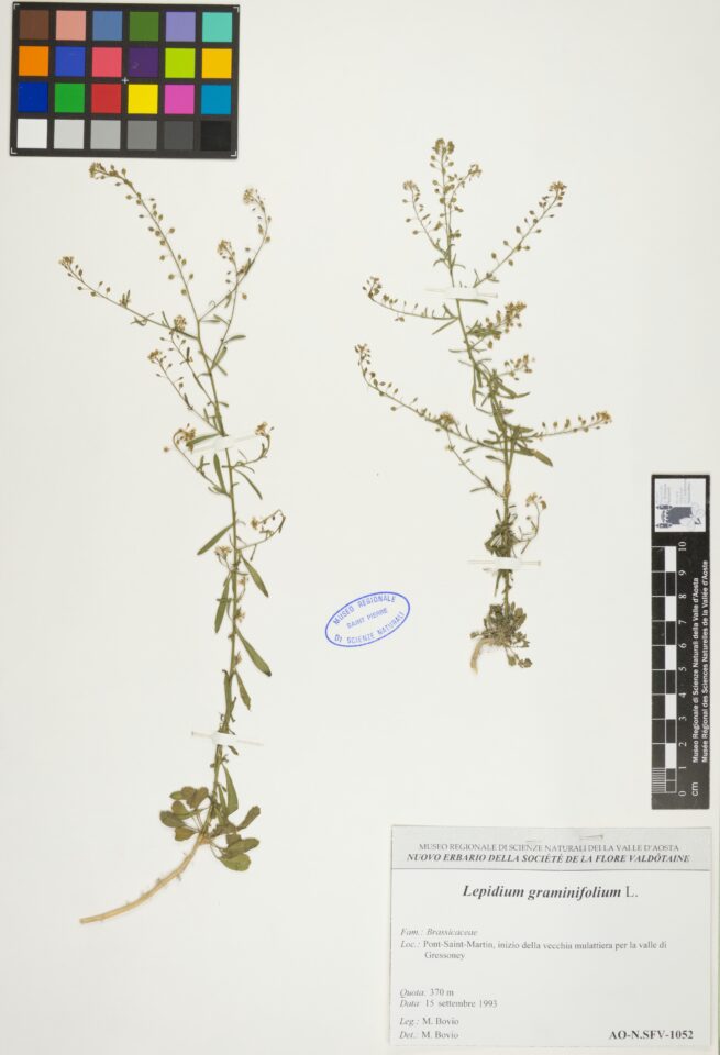 Fotografia del reperto