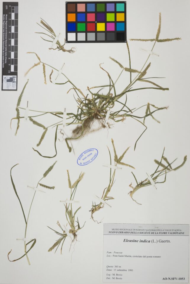 Fotografia del reperto