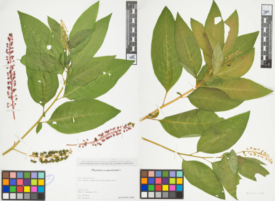 Fotografia del reperto