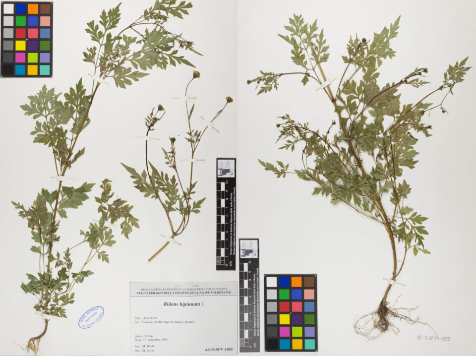 Fotografia del reperto