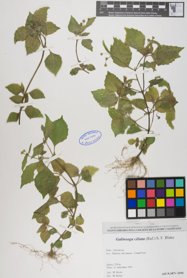 Fotografia del reperto