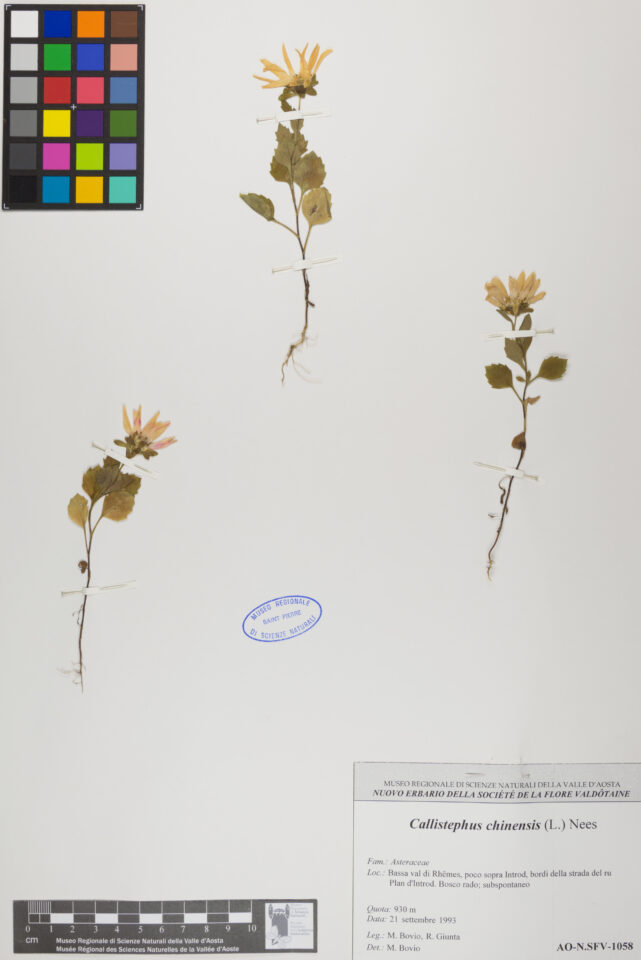 Fotografia del reperto