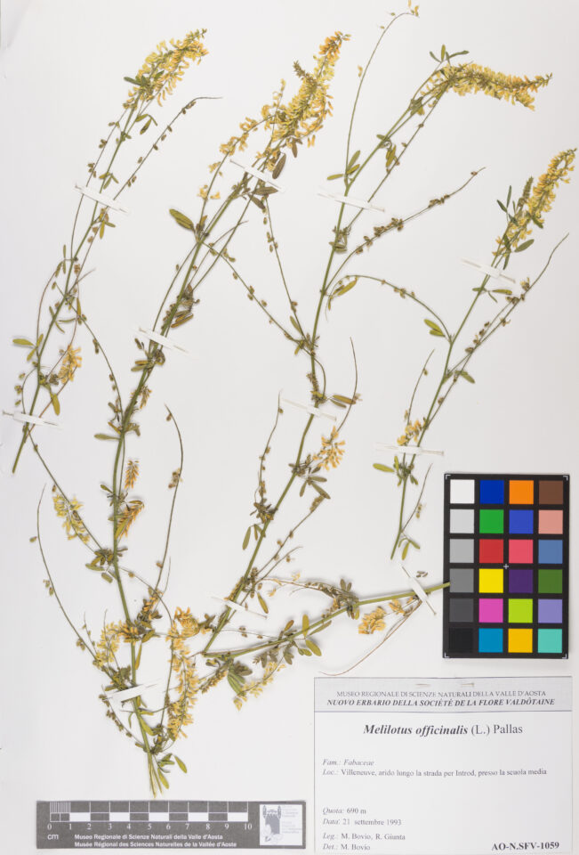 Fotografia del reperto