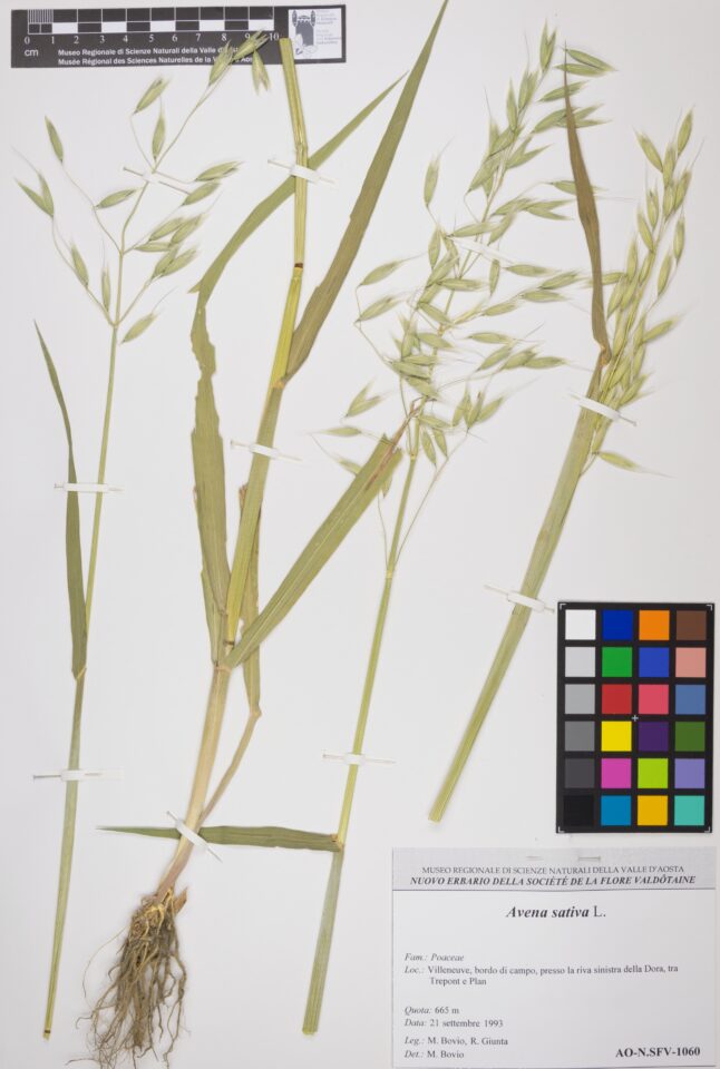 Fotografia del reperto