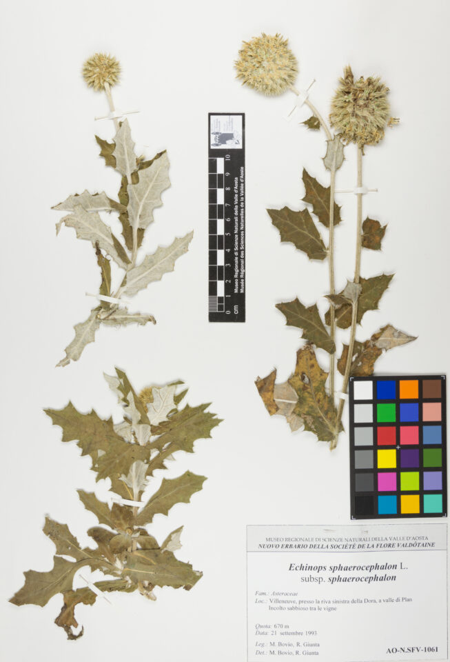 Fotografia del reperto