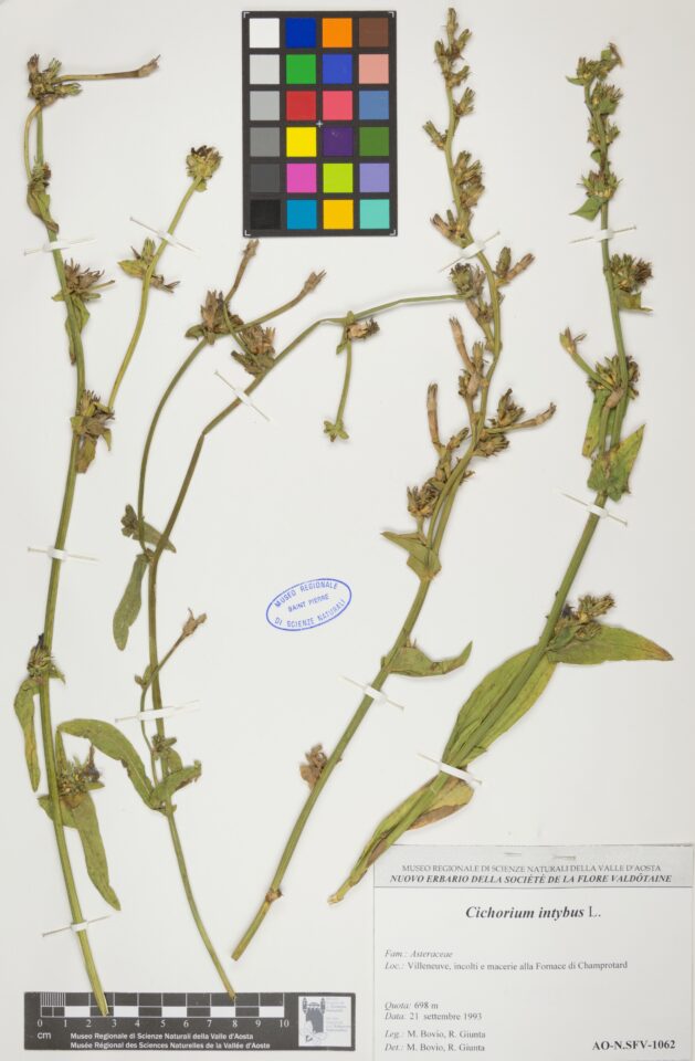 Fotografia del reperto