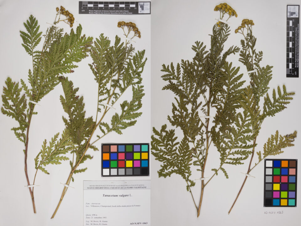 Fotografia del reperto