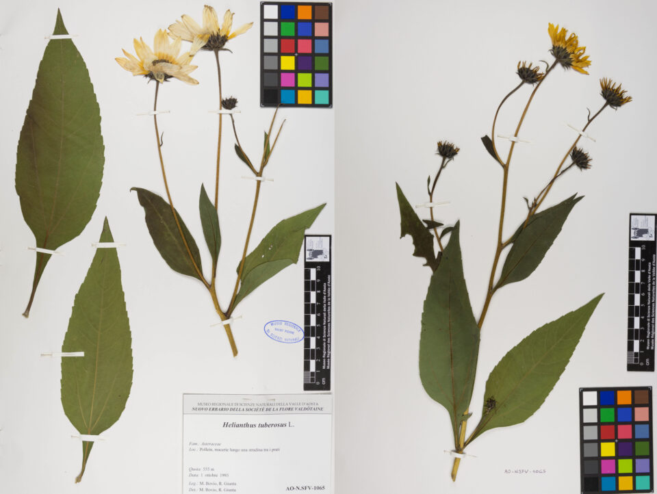 Fotografia del reperto