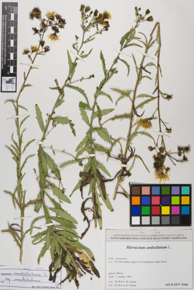 Fotografia del reperto