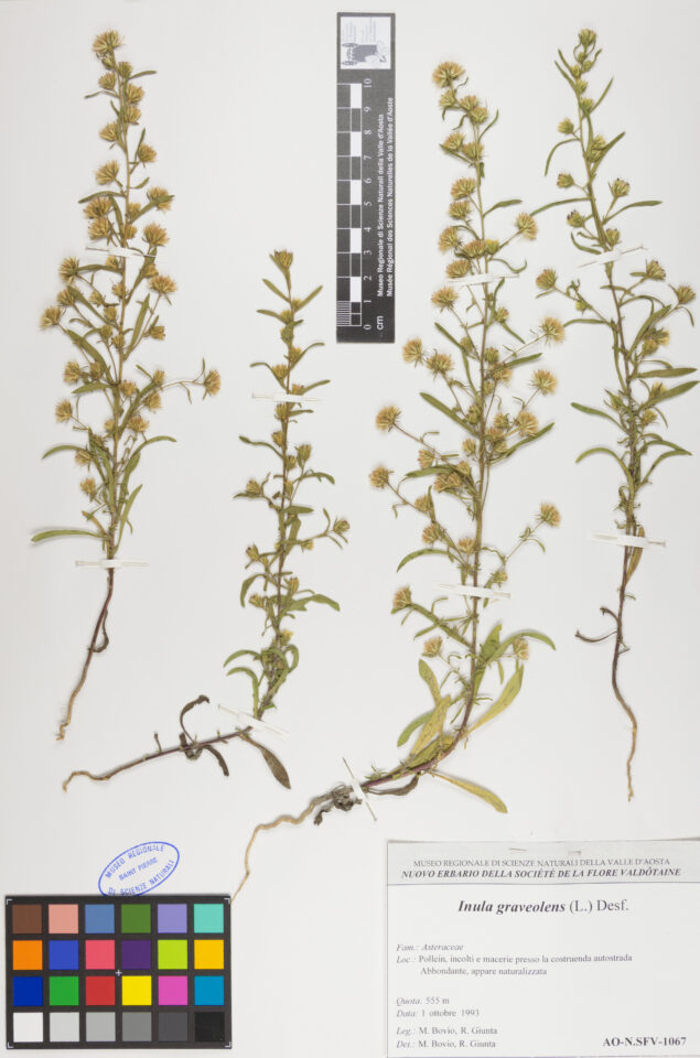 Fotografia del reperto