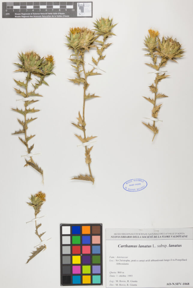 Fotografia del reperto