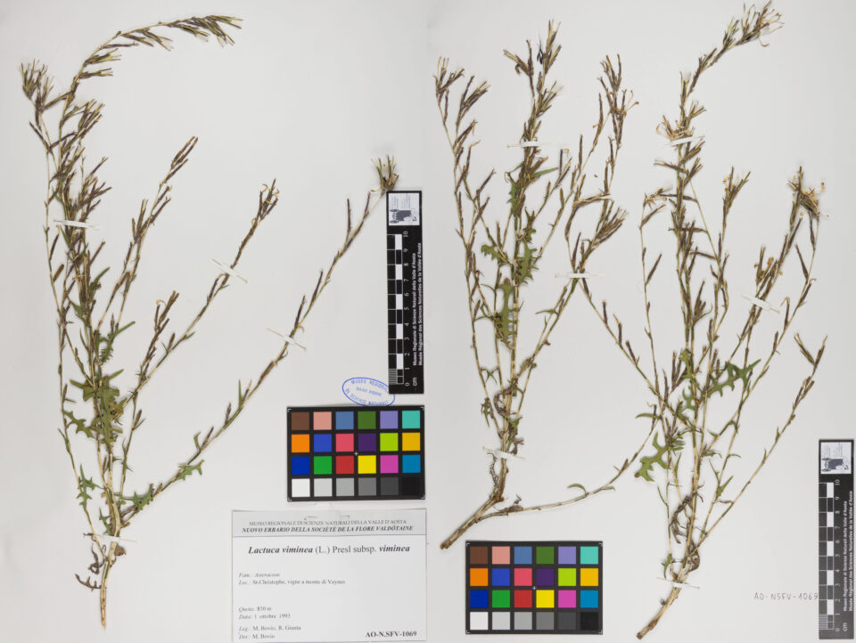 Fotografia del reperto