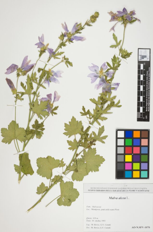 Fotografia del reperto