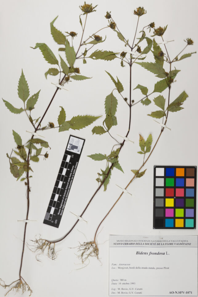 Fotografia del reperto