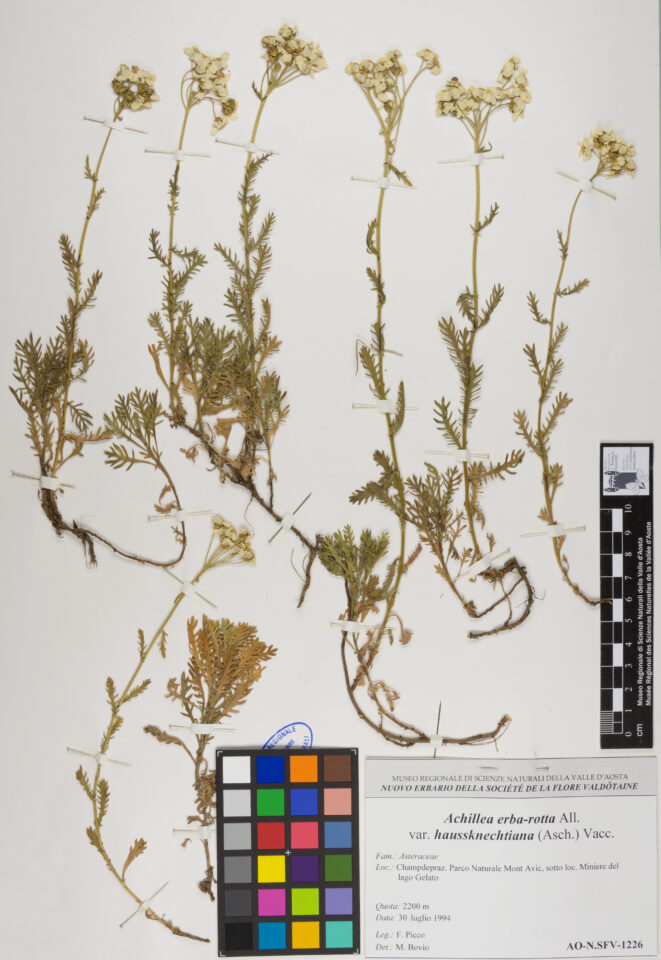 Fotografia del reperto