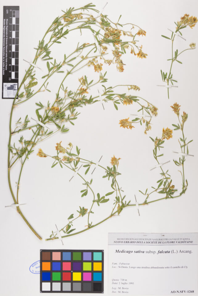 Fotografia del reperto