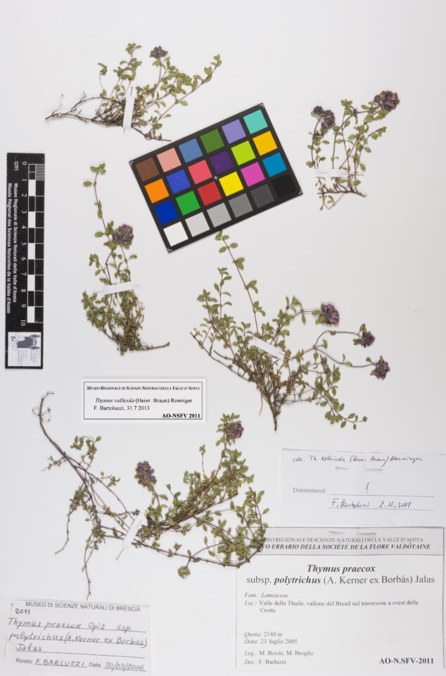 Fotografia del reperto