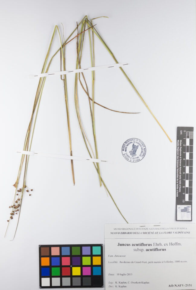 Fotografia del reperto