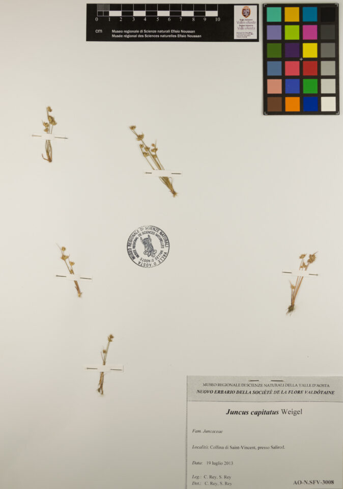 Fotografia del reperto