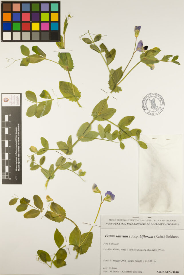 Fotografia del reperto