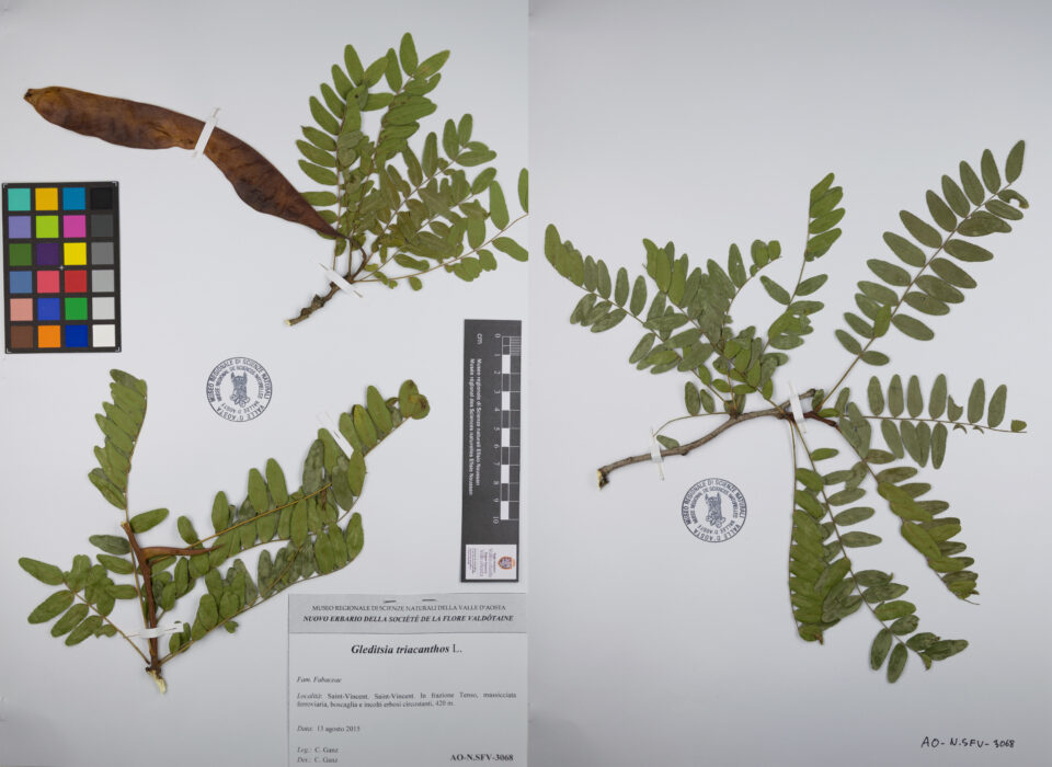 Fotografia del reperto