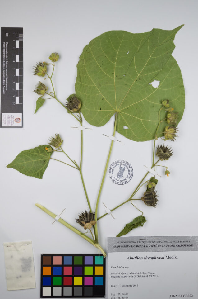 Fotografia del reperto