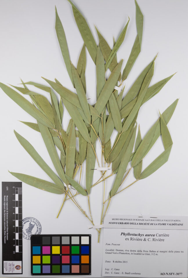 Fotografia del reperto