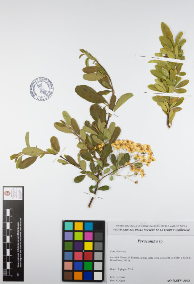 Fotografia del reperto