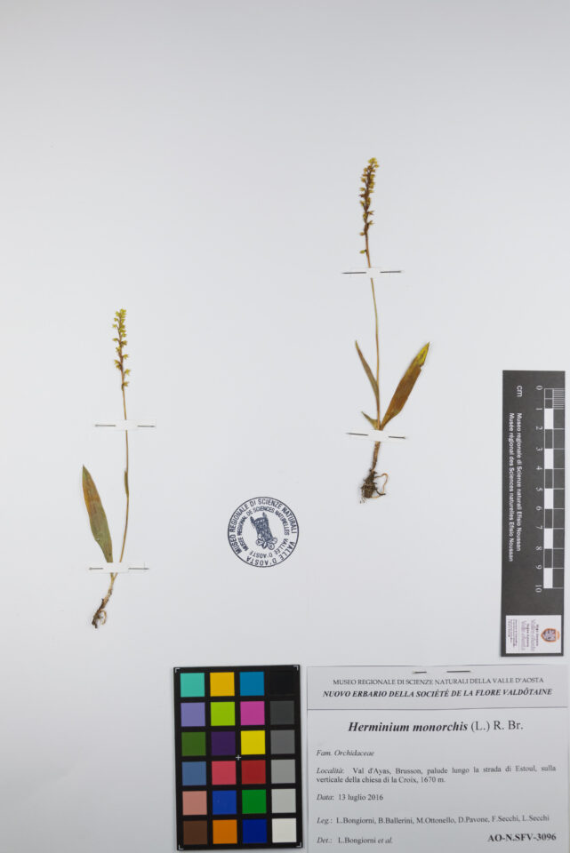 Fotografia del reperto