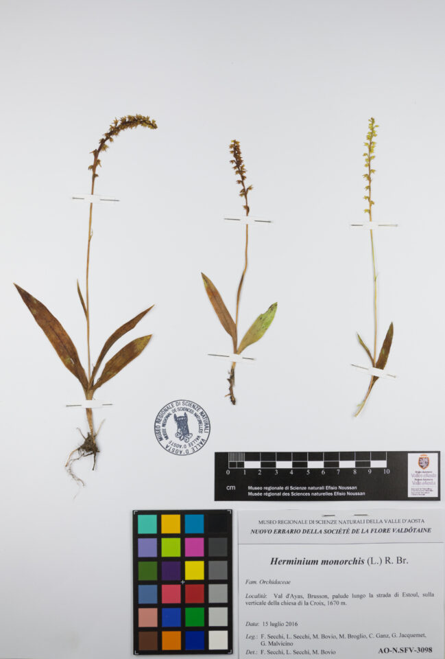 Fotografia del reperto