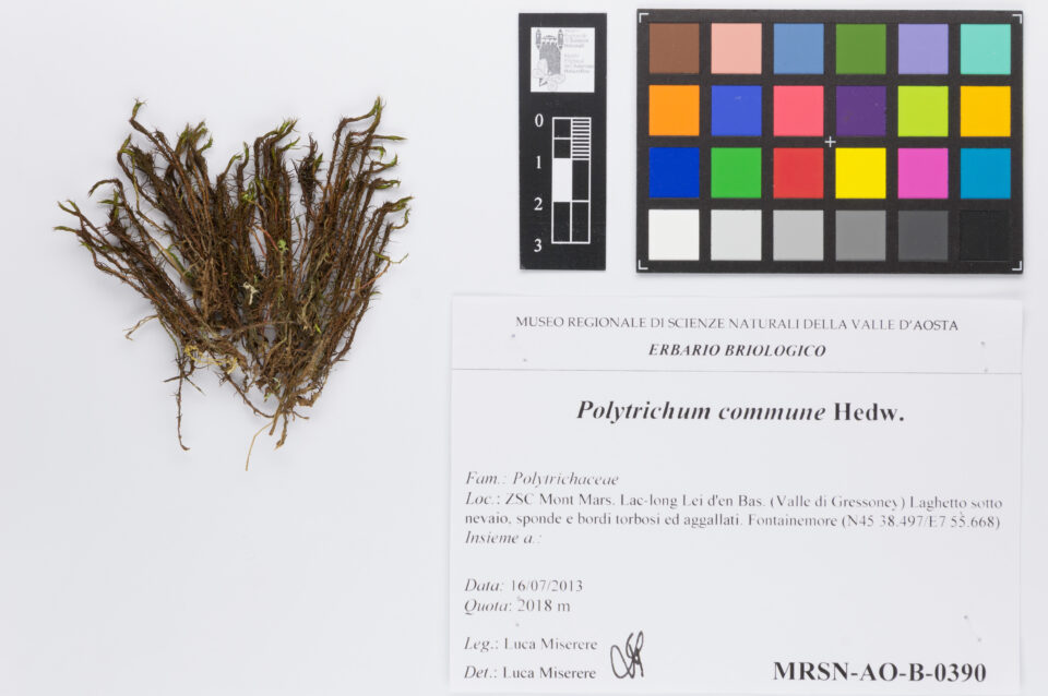 Fotografia del reperto